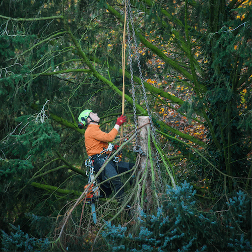 Baum Fallen Mike Leiss Forstbetrieb